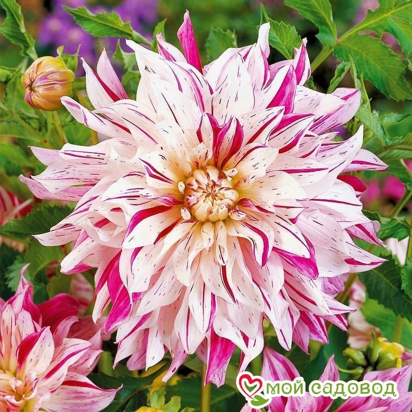 Георгины Мелоди Аллегро — описание сорта, характеристики, посадка и уход, отзывы Георгины Мелоди Аллегро: описание сорта, характеристики, посадка и уход, отзывы